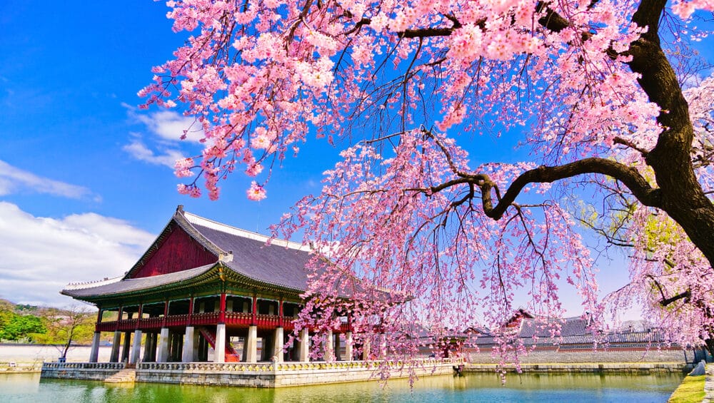 cherry blossom in korea