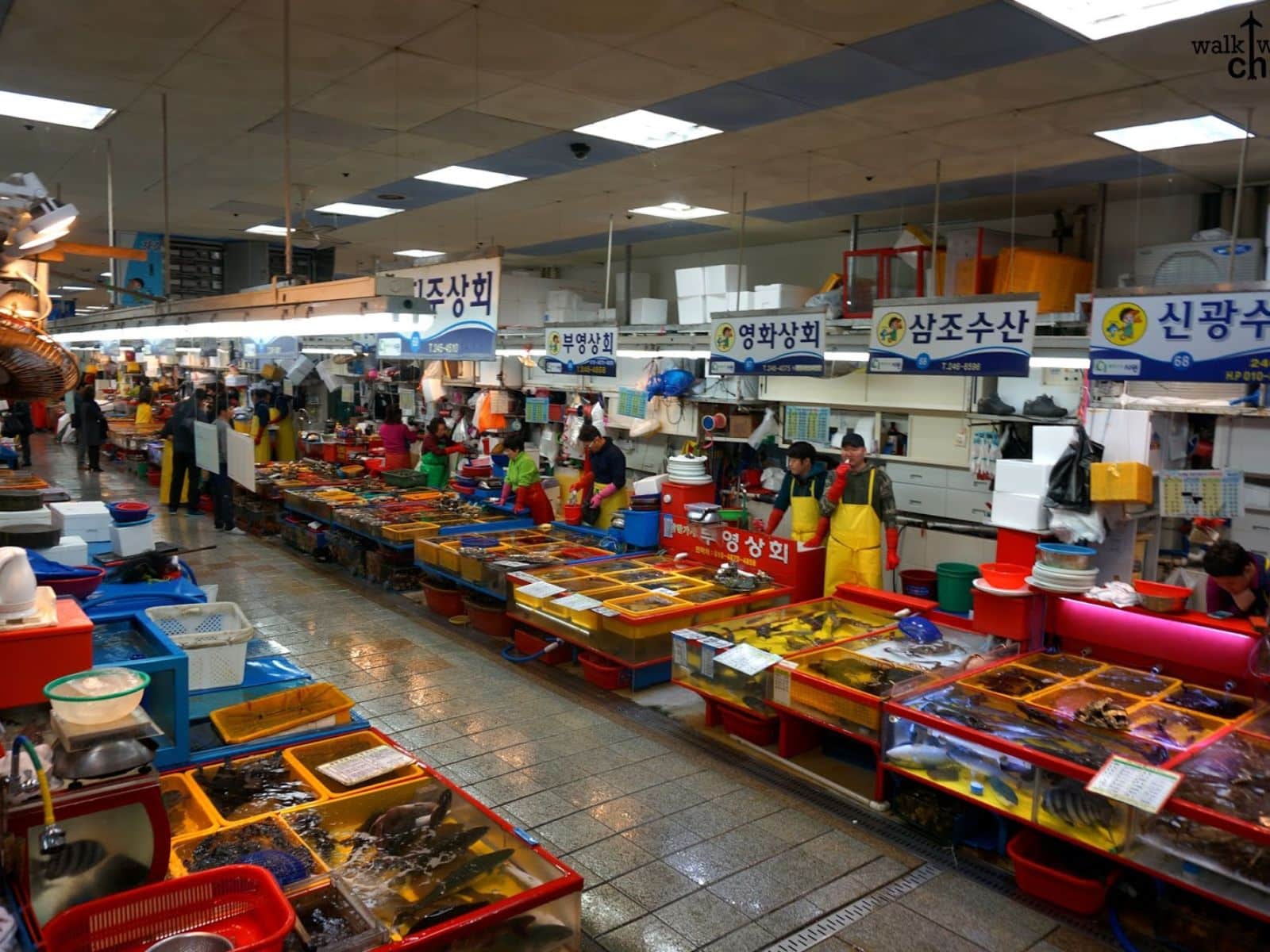 Jagalchi Fish Market korea