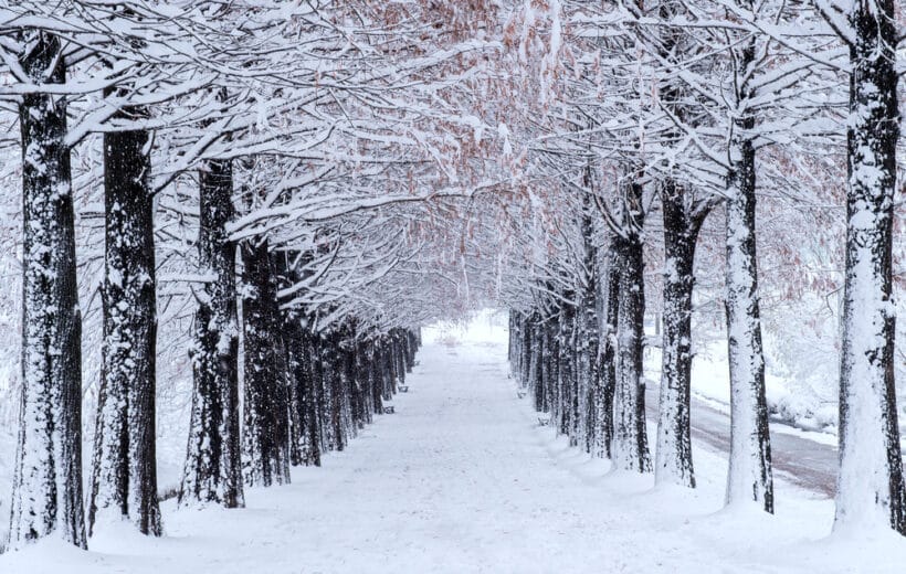 NAMI ISLAND WINTER