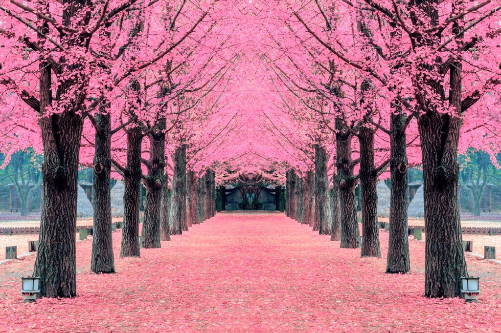 Pink tree, Nami Island in Korea