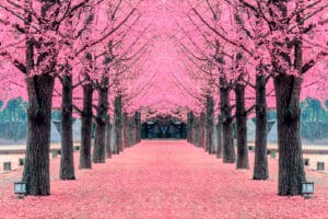 WALKING THROUGH CHERRY BLOSSOMS