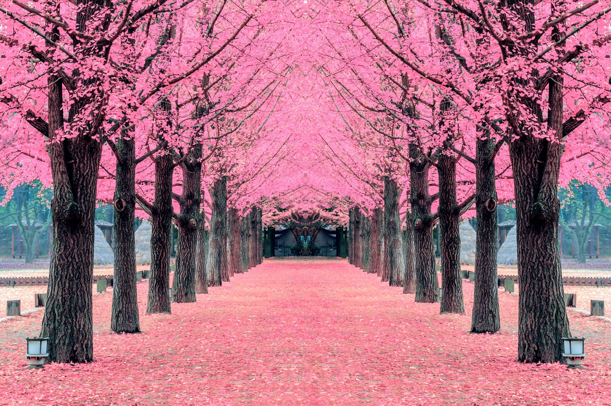 Pink tree, Nami Island in Korea