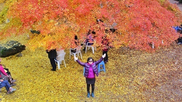 naejangsan national park tour