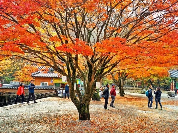 naejangsan national park tour