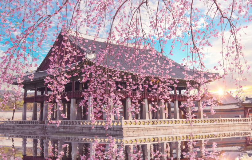 Korea Cherry Blossom Delight Tour